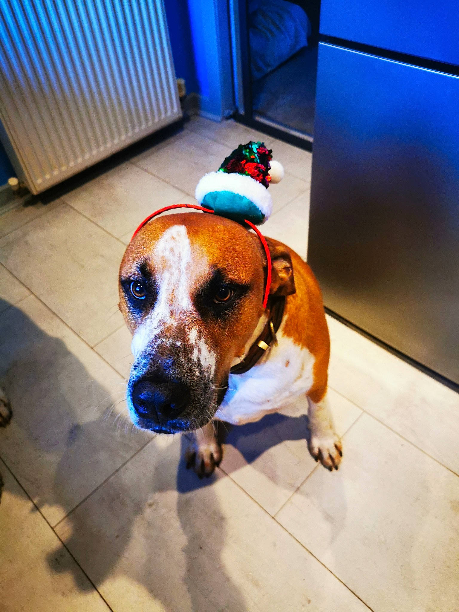 Titan joined the competition — help win amazing prizes! blue, canidae, carnivore, collar, companion_dog, dog, dog_breed, dog_collar, dog_supply, fawn, floor, flooring, leash, pet_supply, rectangle, snout, sporting_group, sunglasses, umbrella, working_animal