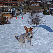 Vegas a rejoint le concours — aidez-le/la à gagner de superbes lots ! dog, snow, mountain, winter, jacket, leash, ski_resort, buildings, sky, shadow, outdoor, pet, cold, nature, tree, hill, alps, village, animal, daytime