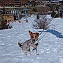 dog, snow, mountain, winter, jacket, leash, ski_resort, buildings, sky, shadow, outdoor, pet, cold, nature, tree, hill, alps, village, animal, daytime