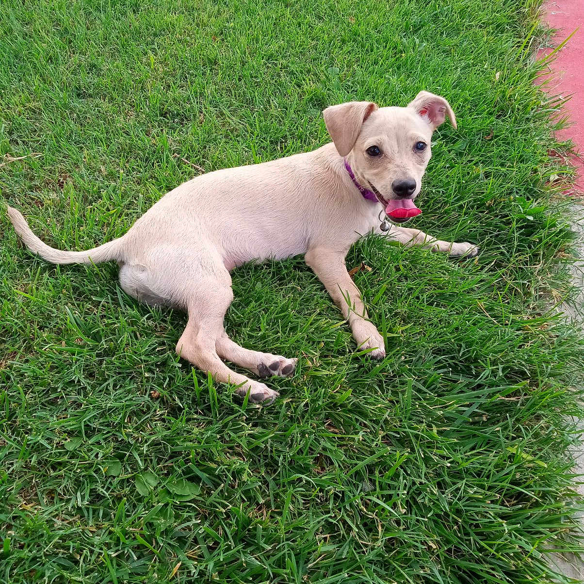 Kali is registered to the contest to win money with this photo: accessories, animal, ball, canine, dog, field, grass, grassland, herbal, herbs, lawn, nature, outdoors, pet, plant, puppy, sport, strap, tennis, whitedog