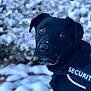 Cijey a rejoint le concours — aidez-le/la à gagner de superbes lots ! dog, black_dog, security_vest, snow, snowy_background, animal, pet, outdoor, winter, guard, close_up, canine, alert, fur, nature, portrait, mammal, eyes, face, cold