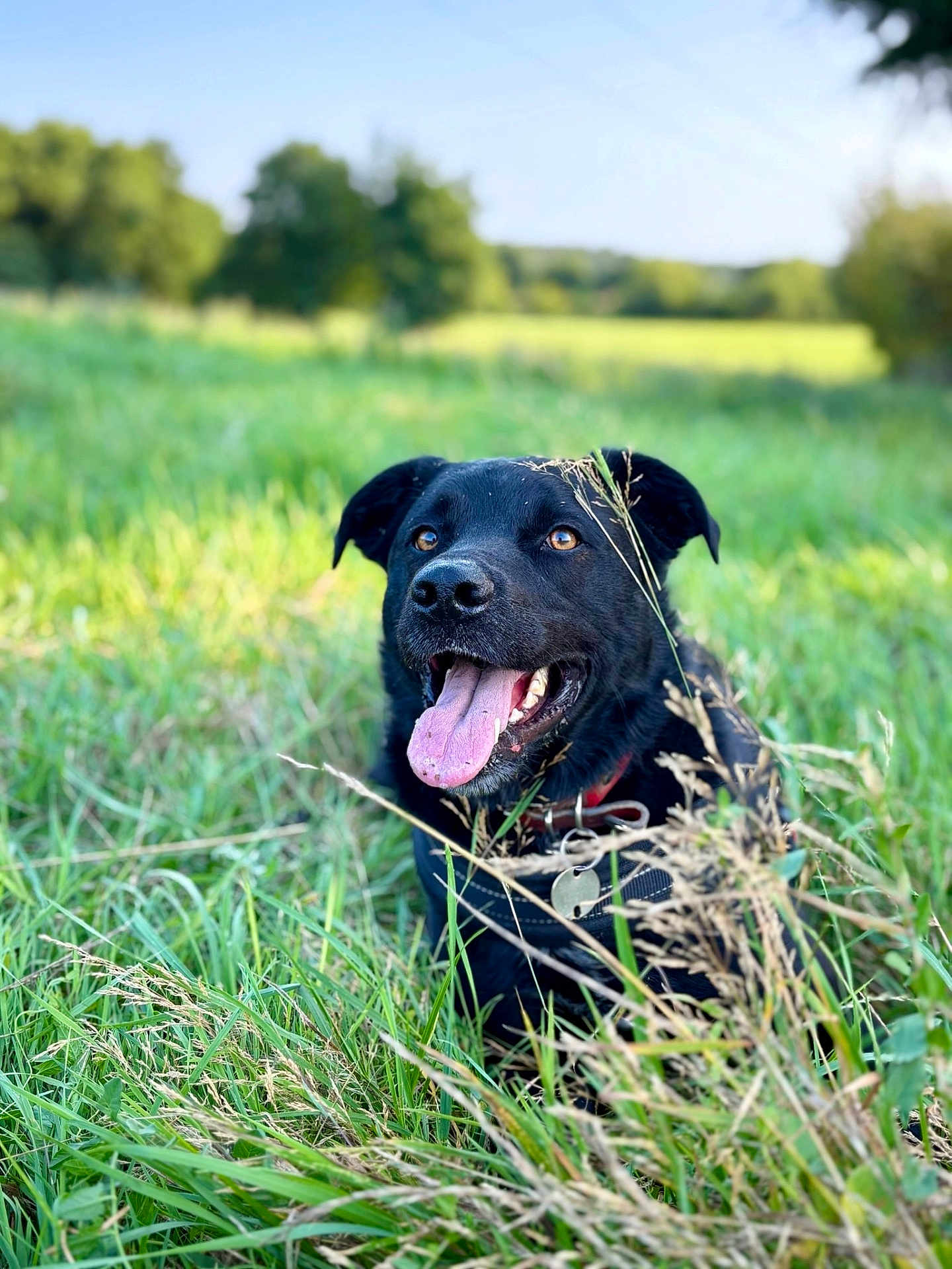 Cijey participe au concours pour gagner de l'argent avec cette photo : dog, black_dog, grass, outdoor, tongue_out, collar, pet, happy, nature, field, animal, canine, daylight, greenery, closeup, summer, relaxed, playful, muzzle, ears