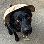 Cijey a rejoint le concours — aidez-le/la à gagner de superbes lots ! dog, black_dog, hat, beige_hat, outdoor, closeup, animal, pet, portrait, looking_up, ears, whiskers, canine, pavement, brown_eyes, cute, adorable, curious, fur, sun_hat