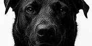 Cijey a rejoint le concours — aidez-le/la à gagner de superbes lots ! dog, black_dog, portrait, close_up, tongue, wet_fur, water_droplets, pet, animal, canine, happy, face, ears, nostrils, black_and_white, studio, background, fur, expression, tongue_out