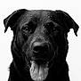dog, black_dog, portrait, close_up, tongue, wet_fur, water_droplets, pet, animal, canine, happy, face, ears, nostrils, black_and_white, studio, background, fur, expression, tongue_out
