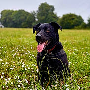 Cijey a rejoint le concours — aidez-le/la à gagner de superbes lots ! dog, black_dog, animal, pet, outdoor, field, grass, flowers, nature, collar, tongue_out, happy, canine, summer, greenery, sky, trees, sitting, mammal, closeup