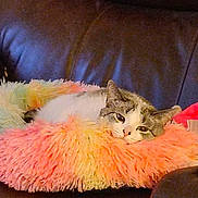 Lucy is registered to the contest to win money with this photo: cat, pet, fluffy_bed, colorful, couch, leather, indoor, relaxed, sleepy, feline, animal, cozy, home, resting, soft_texture, orange, yellow, pink, white, gray