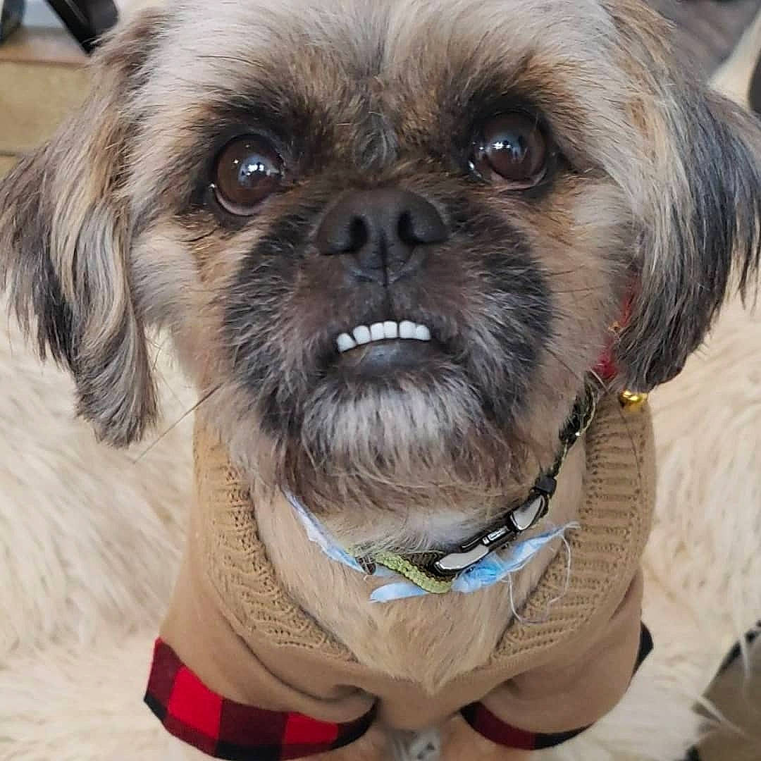 Chewbacca is registered to the contest to win money with this photo: ancient_dog_breeds, canidae, carnivore, chinese_imperial_dog, companion_dog, dog, dog_breed, dog_collar, eye, fawn, griffon_bruxellois, lhasa_apso, mammal, pekapoo, pekingese, rare_breed_dog, shih_tzu, snout, sporting_group, toy_dog