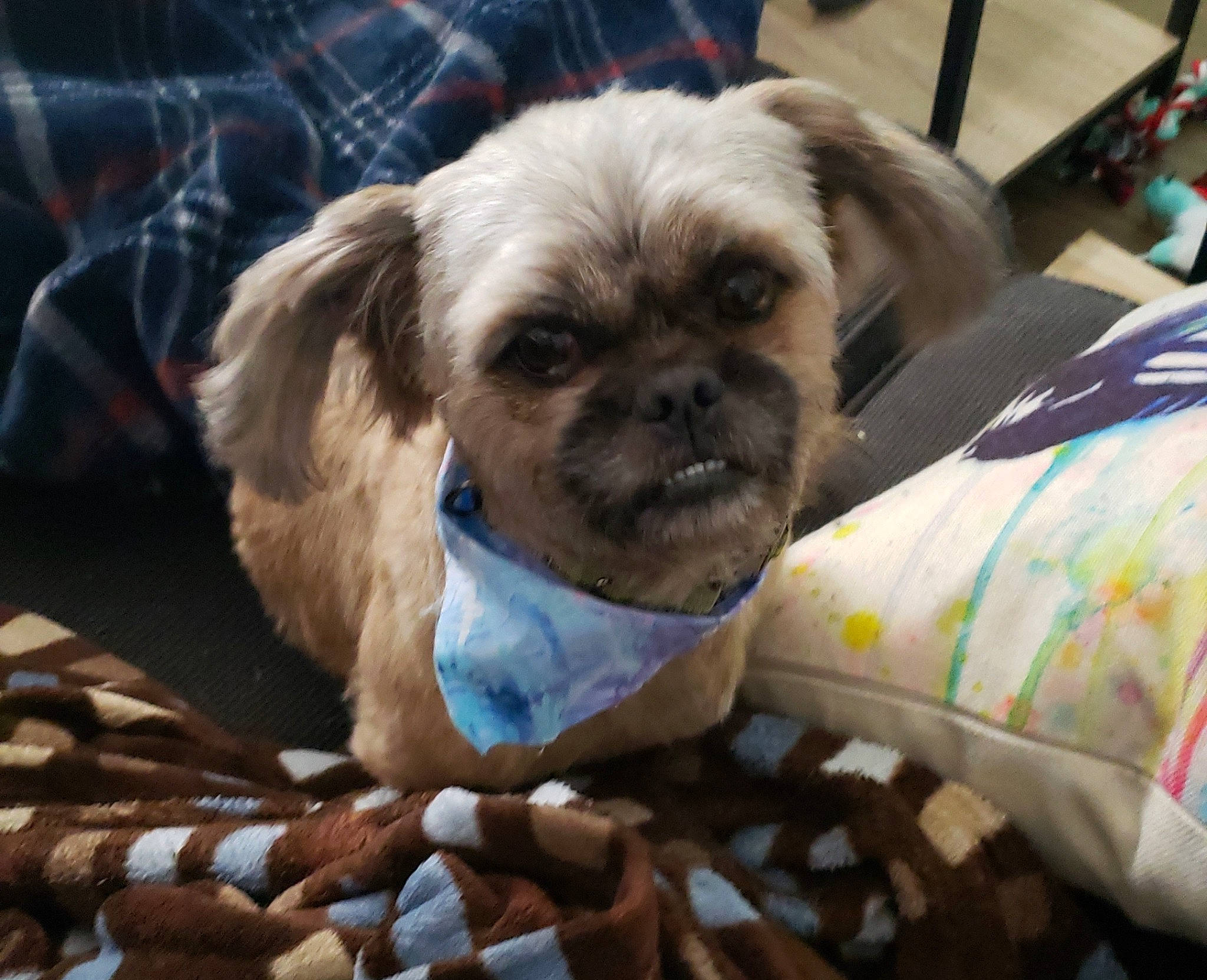 Chewbacca joined the competition — help win amazing prizes! canidae, carnivore, chinese_imperial_dog, companion_dog, dog, dog_breed, dog_clothes, fawn, fur, lhasa_apso, liver, non_sporting_group, pekapoo, puppy, puppy_love, shih_tzu, snout, sporting_group, tibetan_spaniel, toy_dog