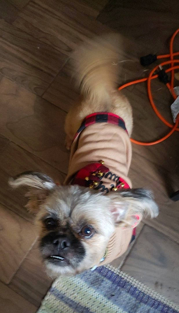 Chewbacca is registered to the contest to win money with this photo: canidae, carnivore, chinese_imperial_dog, companion_dog, dog, dog_breed, dog_clothes, fawn, griffon_bruxellois, lhasa_apso, morkie, non_sporting_group, pekingese, pug, puppy, shih_tzu, snout, sporting_group, tibetan_spaniel, toy_dog