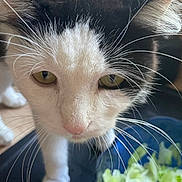Yuna a rejoint le concours — aidez-le/la à gagner de superbes lots ! cat, kitten, black_and_white, close_up, whiskers, green_eyes, pink_nose, fur, paws, animal, pet, portrait, indoor, lettuce, salad, bowl, curious, funny, dramatic, vertical_photo