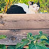 animal, black_and_white, cat, cats, feline, foliage, funny, garden, greenery, leaves, looking_at_camera, nature, outdoor, pet, portrait, resting, sitting, tree, wood, wooden_fence
