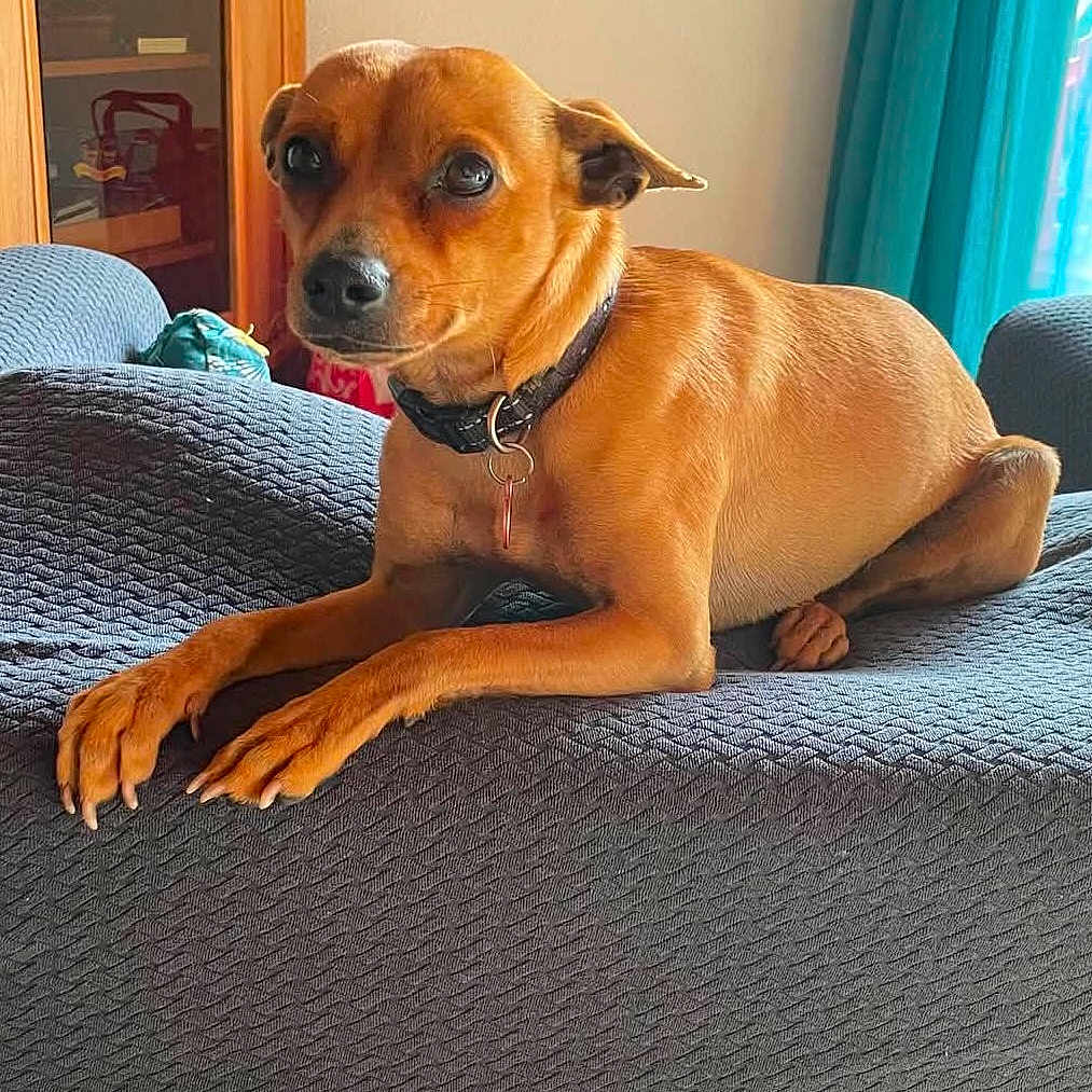 Stan a rejoint le concours — aidez-le/la à gagner de superbes lots ! dog, brown_dog, pet, indoor, furniture, couch, blanket, wooden_cabinet, curtains, alert, small_dog, collar, relaxed, laying_down, home, cozy, living_room, domestic_animal, animal, comfortable