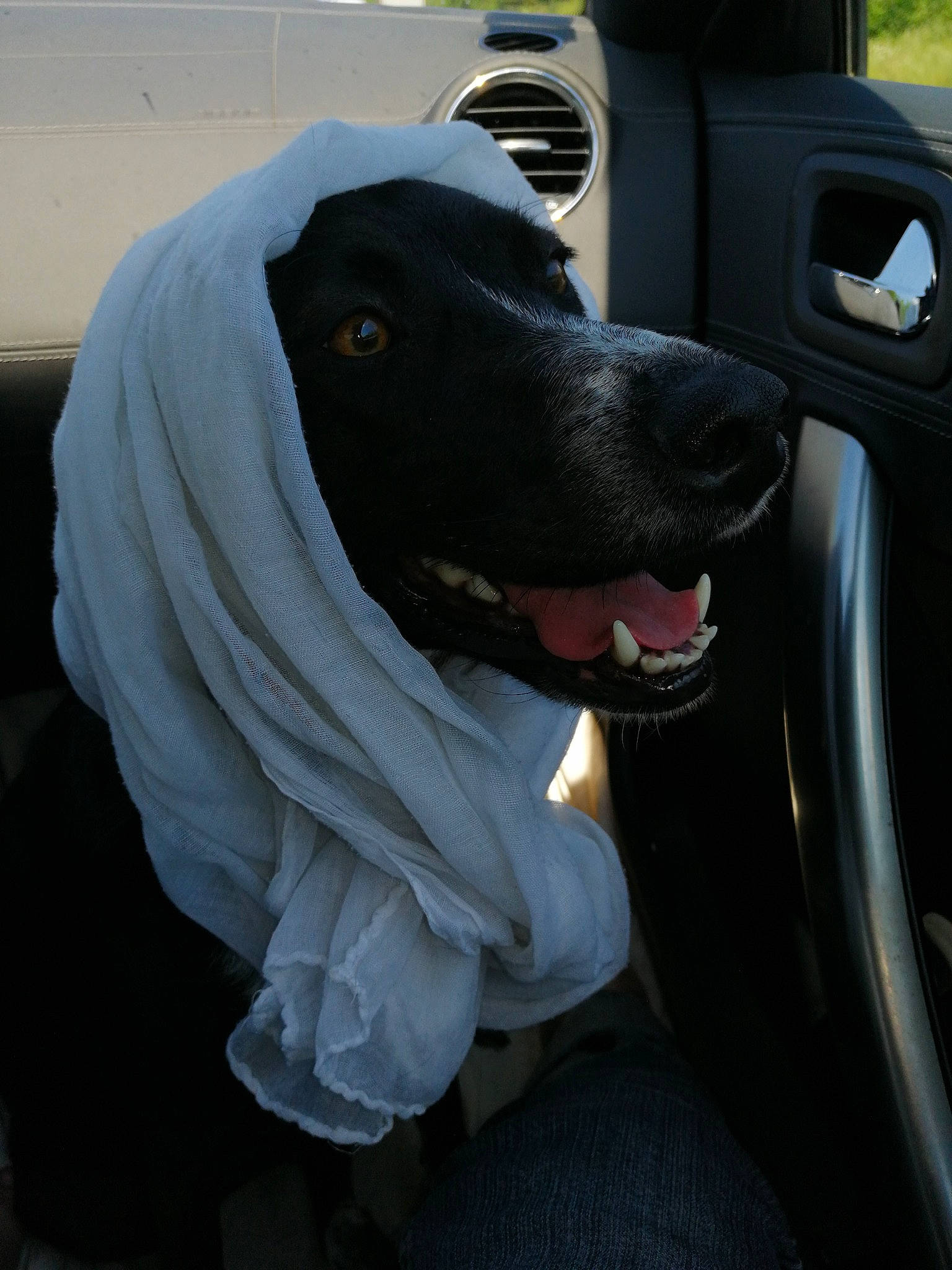 Joona participe au concours pour gagner de l'argent avec cette photo : auto_part, automotive_exterior, automotive_lighting, automotive_mirror, automotive_tire, automotive_window_part, canidae, carnivore, companion_dog, dog, dog_breed, dog_collar, family_car, motor_vehicle, snout, sporting_group, vehicle, vehicle_door, windshield, working_animal