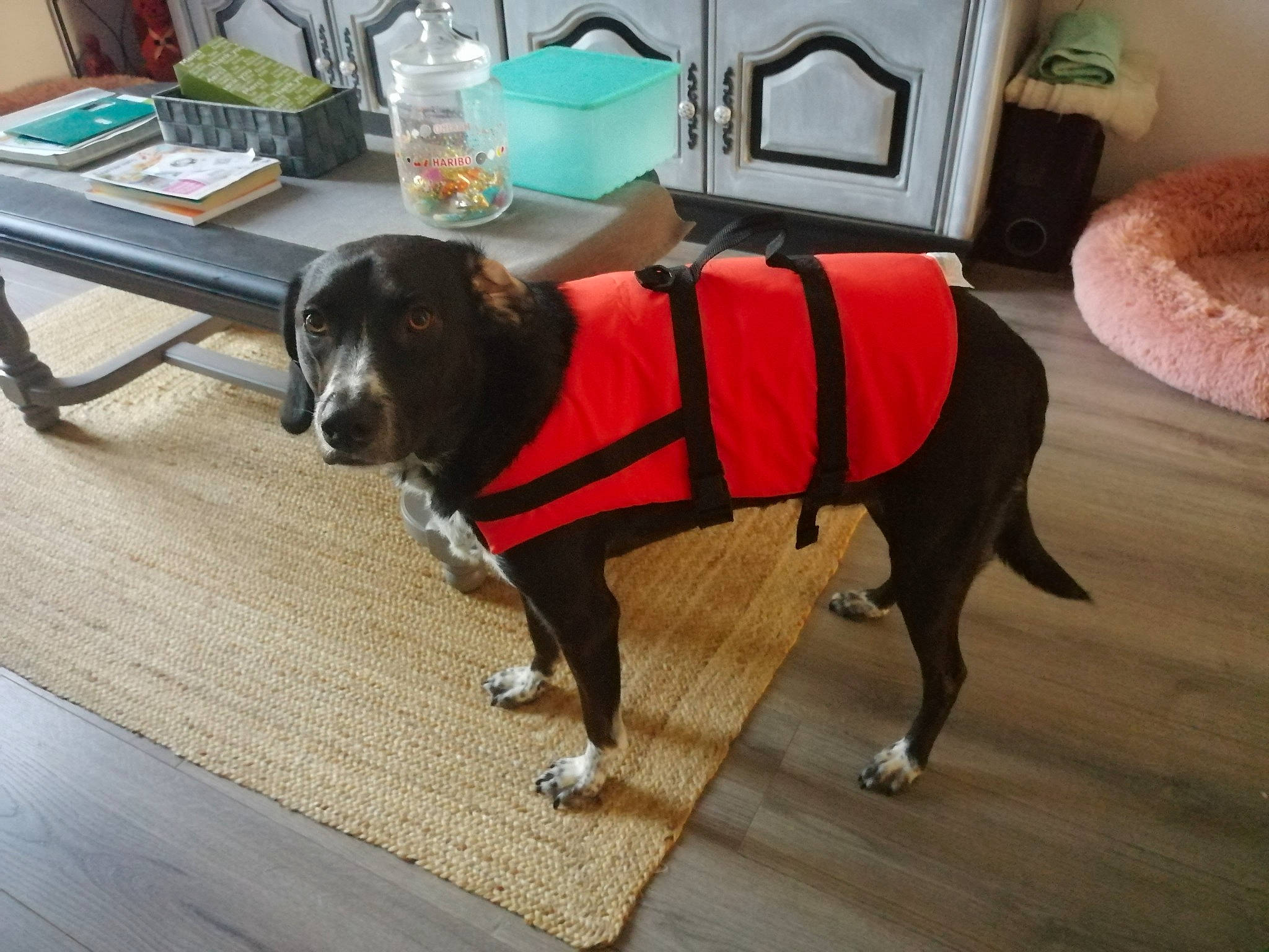 Joona a rejoint le concours — aidez-le/la à gagner de superbes lots ! carnivore, chair, collar, companion_dog, dog, dog_breed, dog_collar, dog_supply, fashion_accessory, floor, flooring, hardwood, houseplant, leash, pet_supply, sporting_group, table, tail, wood, working_animal