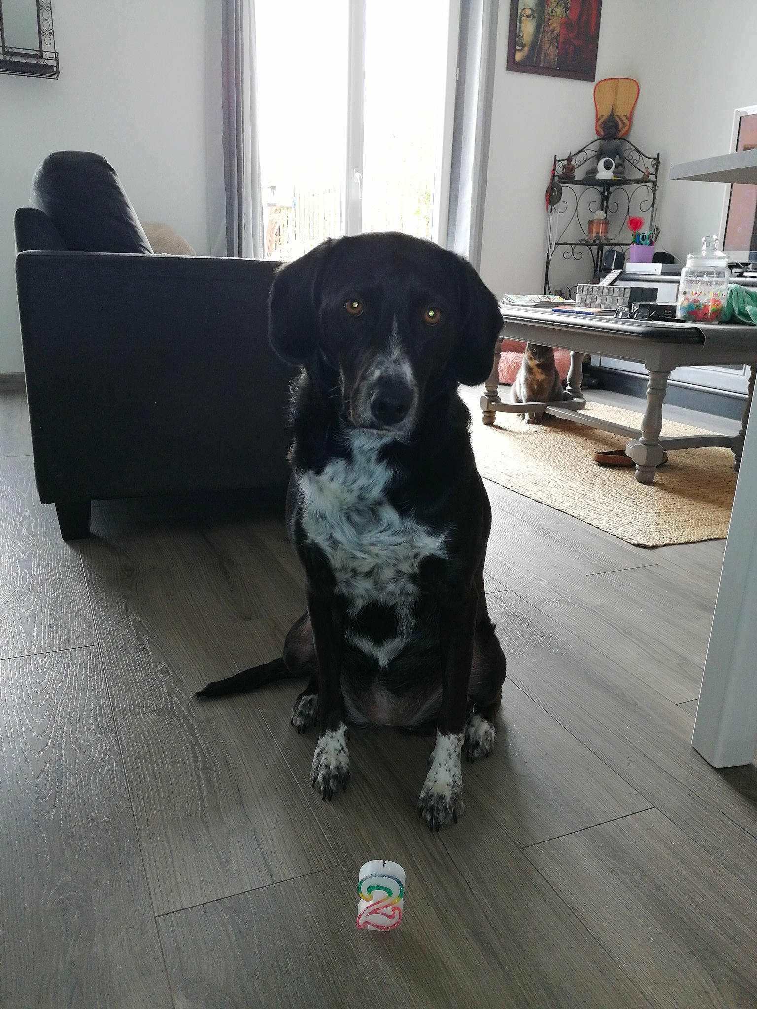 Joona participe au concours pour gagner de l'argent avec cette photo : canidae, carnivore, companion_dog, dog, dog_breed, floor, flooring, fur, grey, gun_dog, hardwood, laminate_flooring, picture_frame, snout, television, whiskers, window, wood, wood_flooring, working_animal