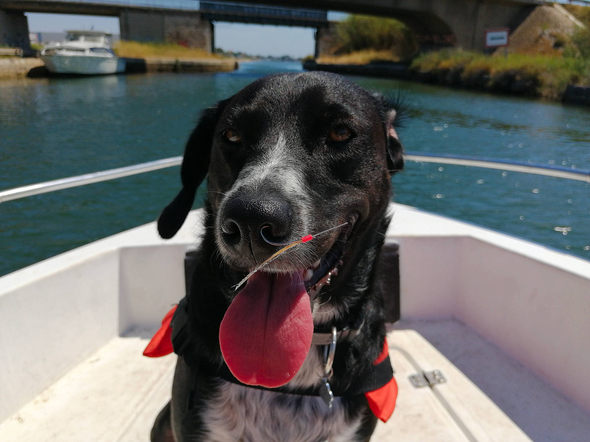 Joona participe au concours pour gagner de l'argent avec cette photo : boat, canidae, carnivore, collar, companion_dog, dog, dog_breed, dog_collar, dog_supply, fang, fur, guard_dog, lake, leisure, pet_supply, retriever, snout, sporting_group, water, working_animal