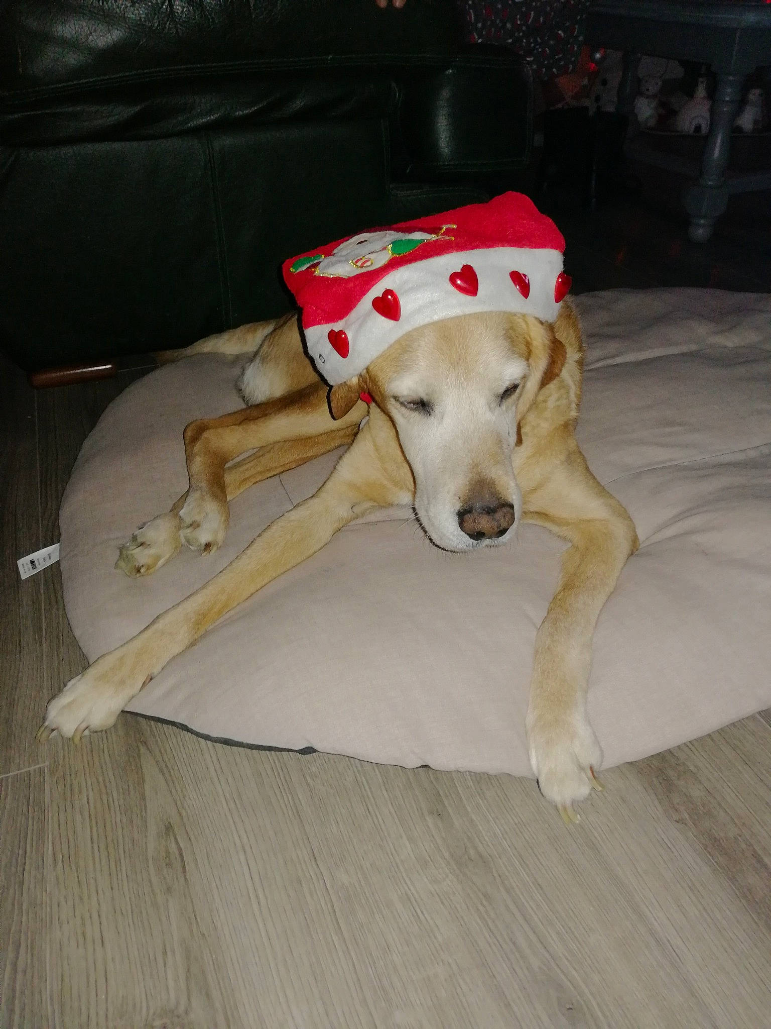 Scoubydou participe au concours pour gagner de l'argent avec cette photo : canidae, carnivore, collar, companion_dog, couch, dog, dog_breed, dog_collar, dog_supply, fawn, floor, flooring, hardwood, paw, pet_supply, sighthound, sporting_group, wood, wood_flooring, working_animal