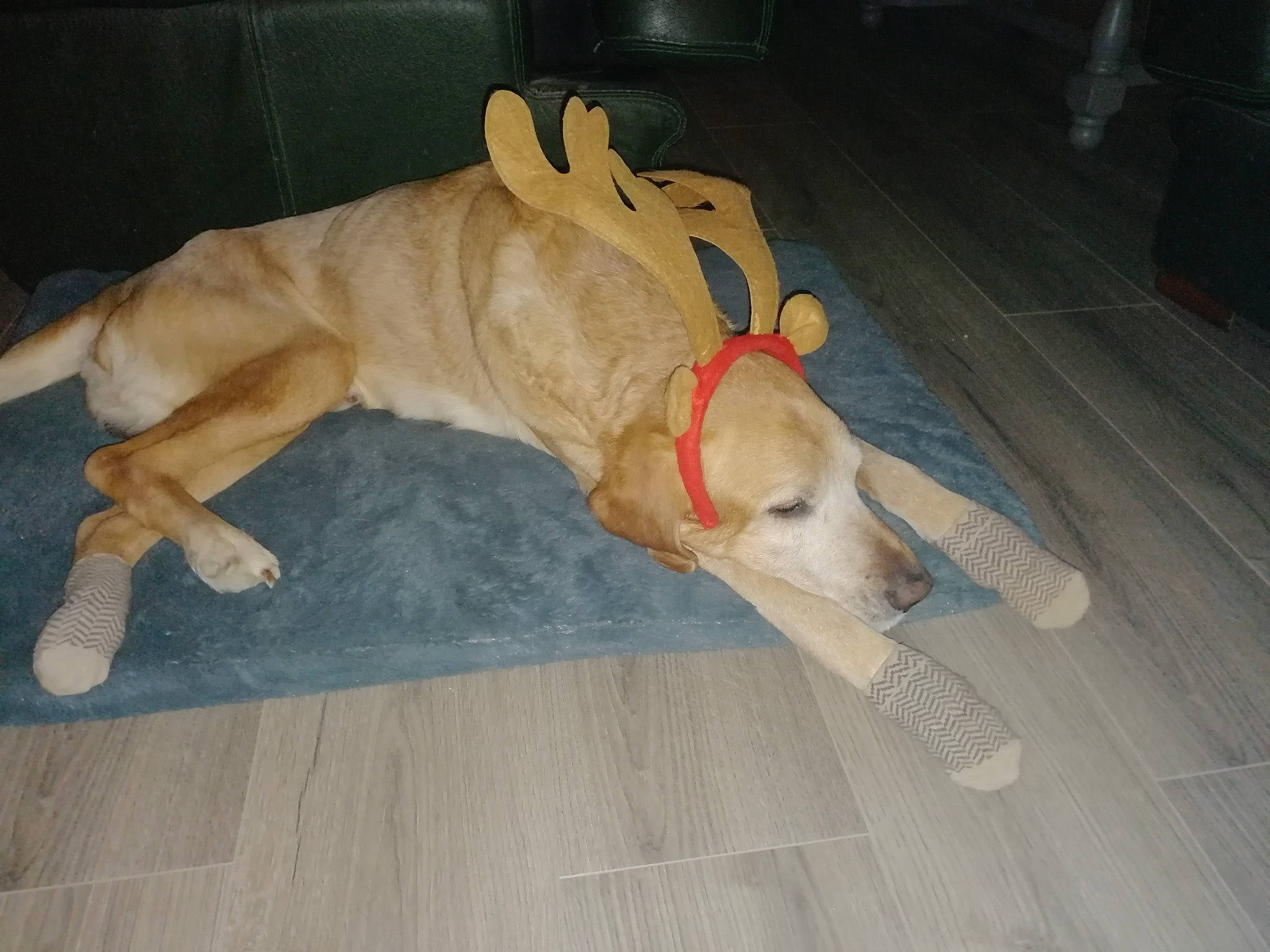 Scoubydou a rejoint le concours — aidez-le/la à gagner de superbes lots ! carnivore, collar, comfort, companion_dog, dog, dog_breed, dog_collar, dog_supply, fawn, floor, flooring, hardwood, paw, pet_supply, retriever, sighthound, snout, tail, wood, working_animal