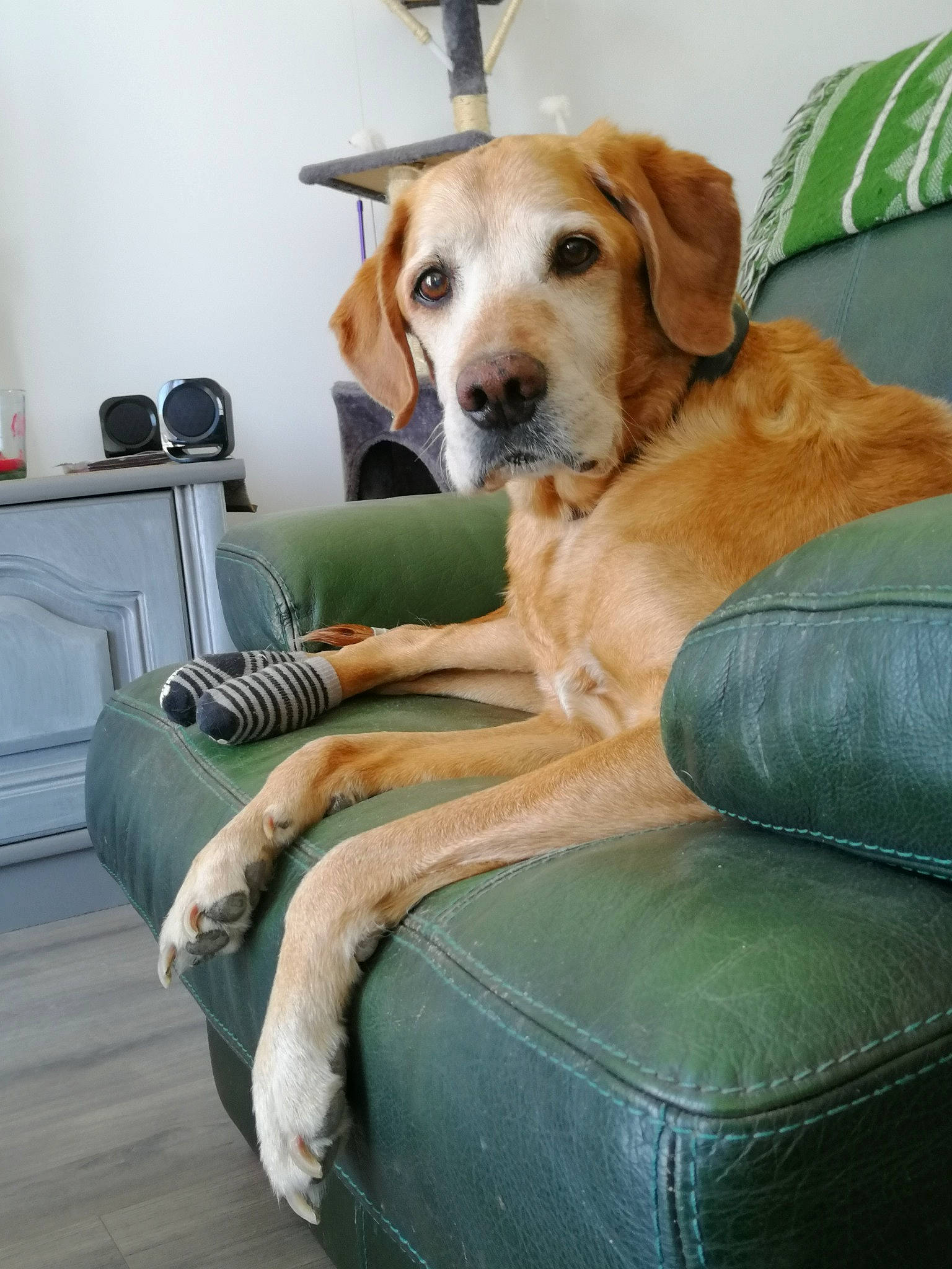 Scoubydou participe au concours pour gagner de l'argent avec cette photo : canidae, carnivore, collar, comfort, companion_dog, couch, dog, dog_breed, dog_supply, fawn, flooring, fur, gun_dog, paw, plant, retriever, sitting, sporting_group, whiskers, working_animal