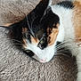 Hermione participe au concours pour gagner de l'argent avec cette photo : animal, beige_blanket, calico_cat, cat, close_up, cozy, cute, domestic_cat, feline, fur, green_eyes, indoor, lying_down, pet, portrait, relaxed, resting, sleepy, soft_texture, whiskers