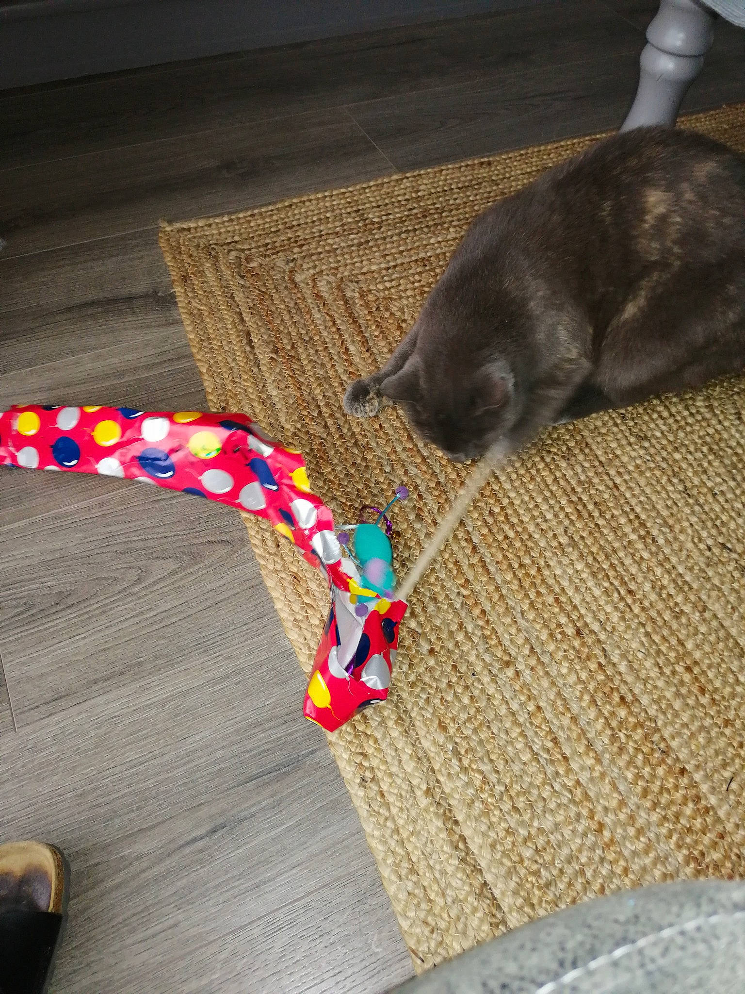 Mystique a rejoint le concours — aidez-le/la à gagner de superbes lots ! carnivore, cat, collar, comfort, domestic_short_haired_cat, electric_blue, fashion_accessory, felidae, flooring, fur, hardwood, mat, pattern, paw, pet_supply, small_to_medium_sized_cats, tail, textile, whiskers, wood