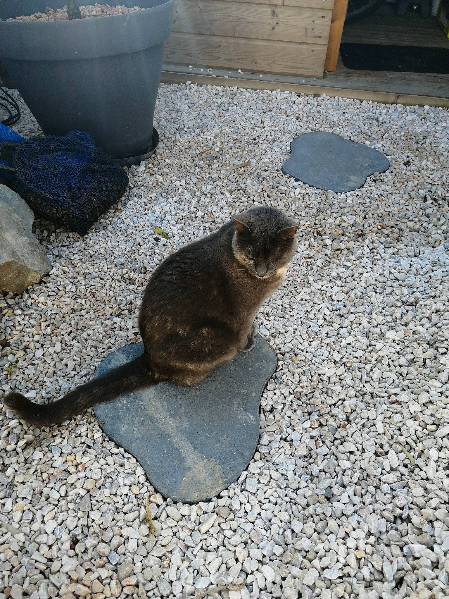 Mystique participe au concours pour gagner de l'argent avec cette photo : asphalt, carnivore, cat, concrete, domestic_short_haired_cat, fawn, felidae, flooring, fur, gas, mixing_bowl, pet_supply, road_surface, shadow, small_to_medium_sized_cats, soil, tail, terrestrial_animal, waste_container, whiskers