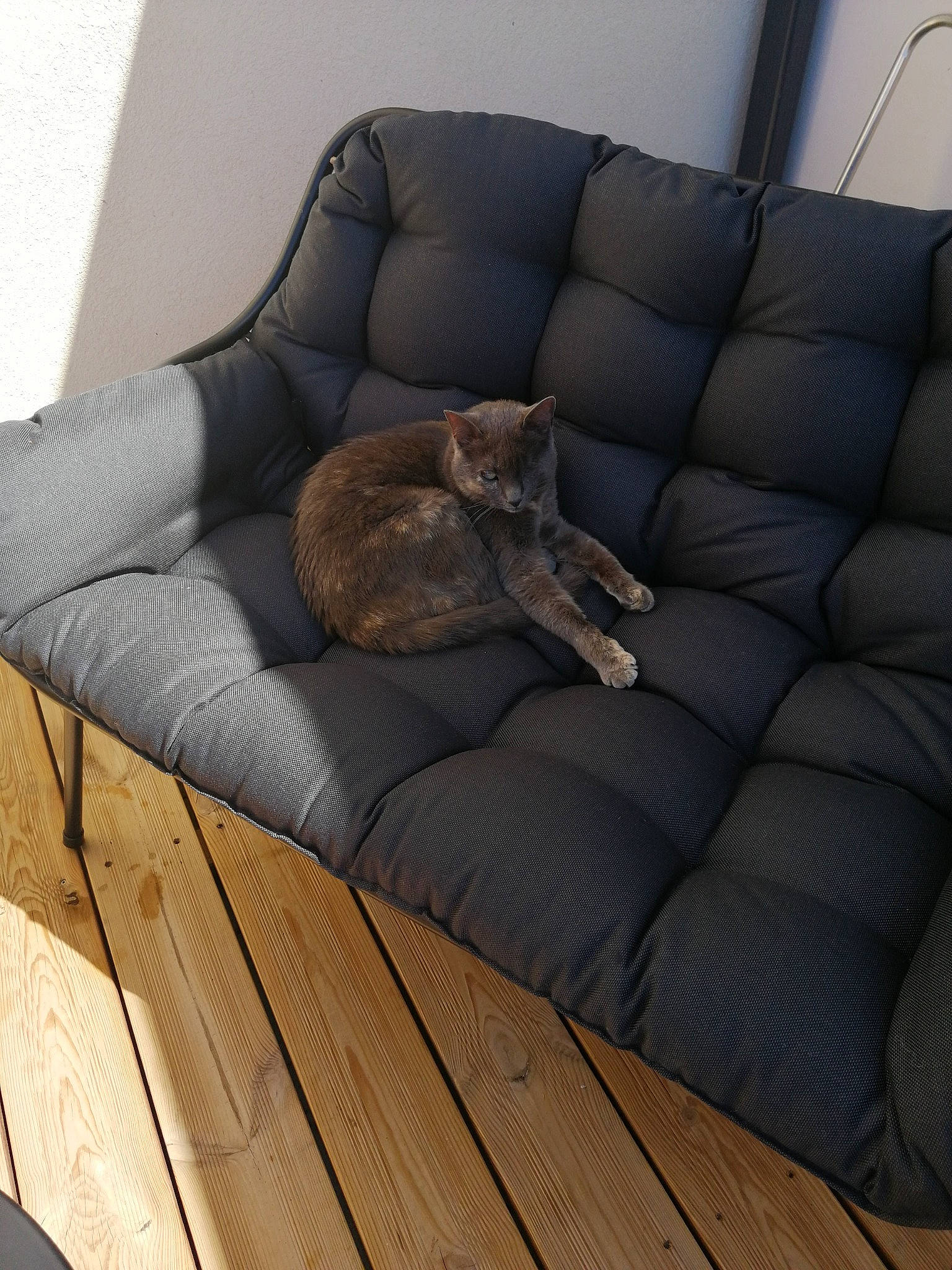 Mystique a rejoint le concours — aidez-le/la à gagner de superbes lots ! brown, carnivore, cat, comfort, couch, fawn, felidae, flooring, fur, furniture, hardwood, human_leg, outdoor_furniture, small_to_medium_sized_cats, studio_couch, tail, terrestrial_animal, whiskers, wood, wood_flooring