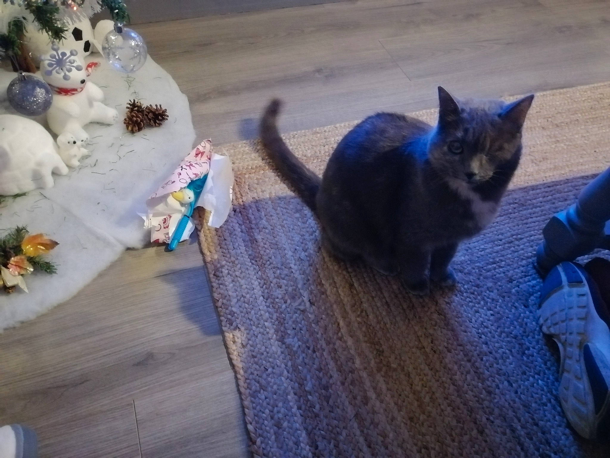 Mystique a rejoint le concours — aidez-le/la à gagner de superbes lots ! blue, carnivore, cat, domestic_short_haired_cat, electric_blue, event, fawn, felidae, floor, flooring, fur, hardwood, plush, snout, stuffed_toy, tail, teddy_bear, toy, whiskers, wood