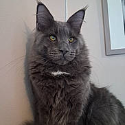 Aslan participe au concours pour gagner de l'argent avec cette photo : animal, calm, cat, closeup, domestic_cat, ears, feline, fluffy_fur, furry, gray_cat, household, indoor, long_hair, looking_away, pet, portrait, sitting, wall, whiskers, yellow_eyes