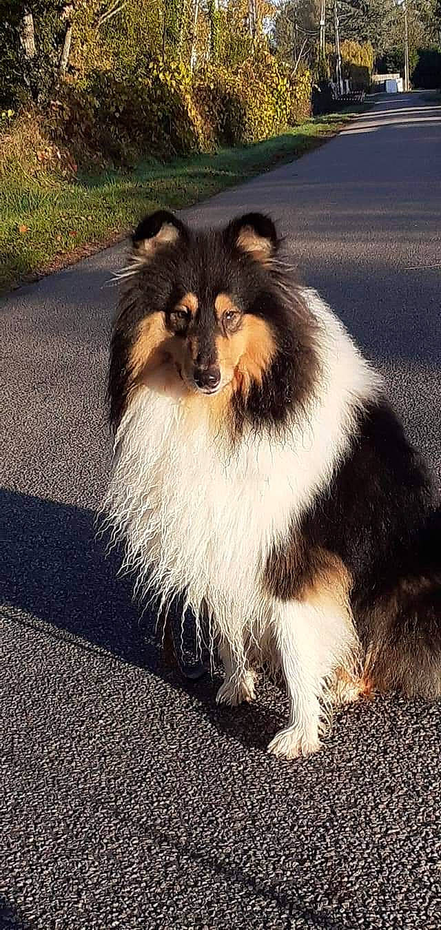 Akela