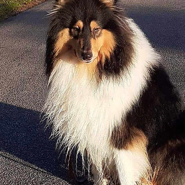 Akela