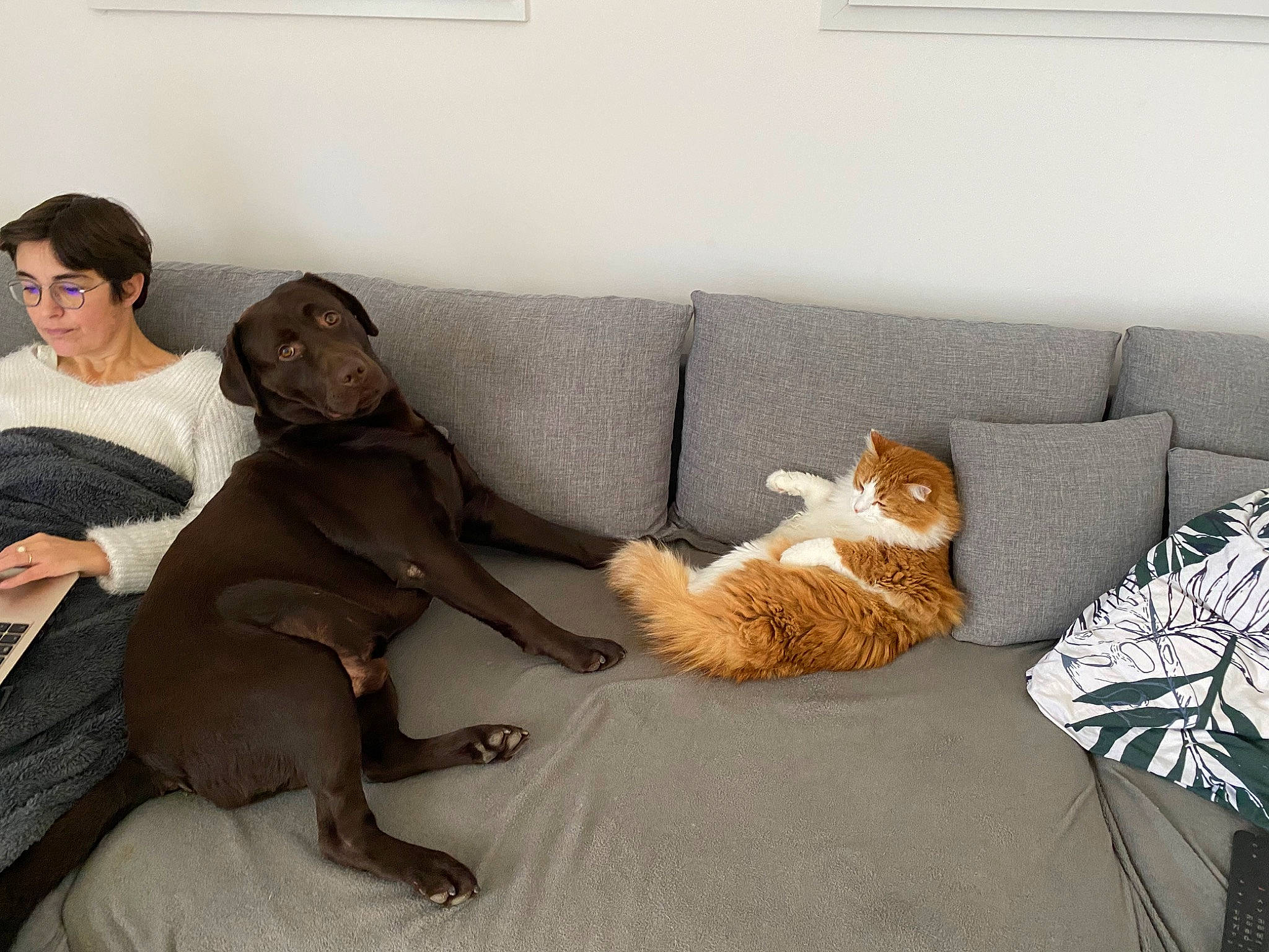 Rouxy a rejoint le concours — aidez-le/la à gagner de superbes lots ! carnivore, cat, comfort, companion_dog, couch, dog_breed, fawn, felidae, flooring, fur, hardwood, living_room, pillow, small_to_medium_sized_cats, smile, sofa_bed, studio_couch, tail, whiskers, wood