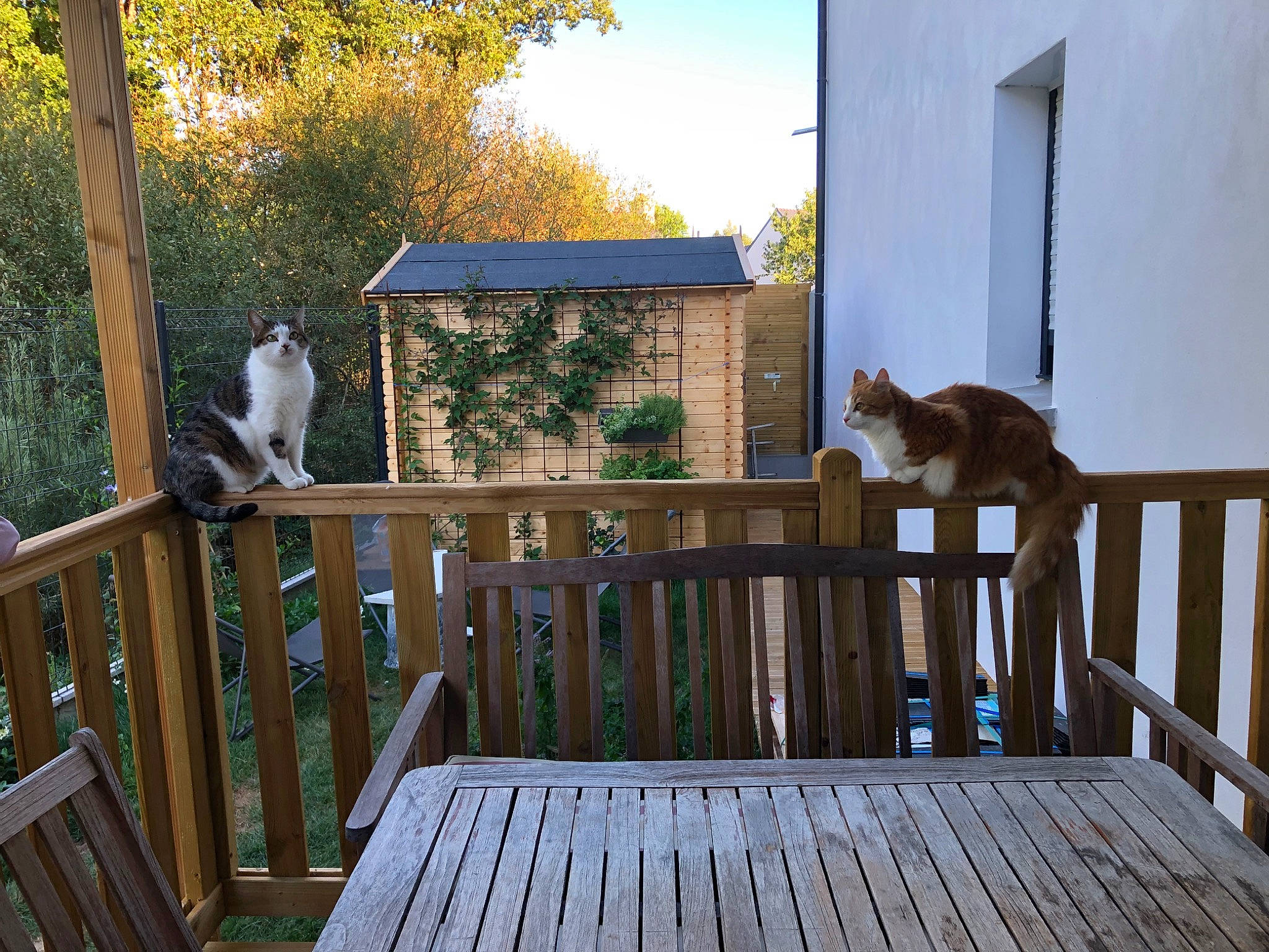 Rouxy participe au concours pour gagner de l'argent avec cette photo : building, carnivore, cat, chair, fawn, felidae, furniture, grass, grey, house, mammal, outdoor_furniture, plant, property, sky, sunlight, tree, vertebrate, window, wood