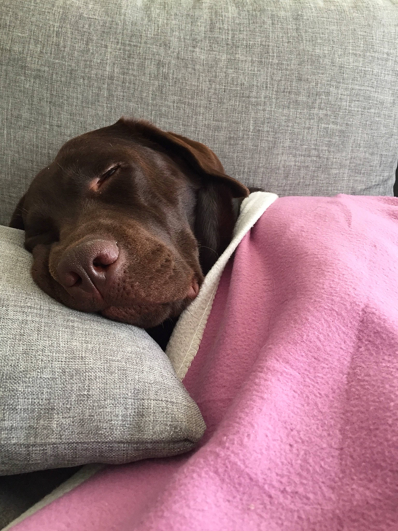 Ritchy a rejoint le concours — aidez-le/la à gagner de superbes lots ! borador, canidae, carnivore, comfort, companion_dog, dog, dog_breed, fawn, flesh, fur, grey, gun_dog, labrador_retriever, linens, liver, magenta, non_sporting_group, sporting_group, whiskers, working_animal