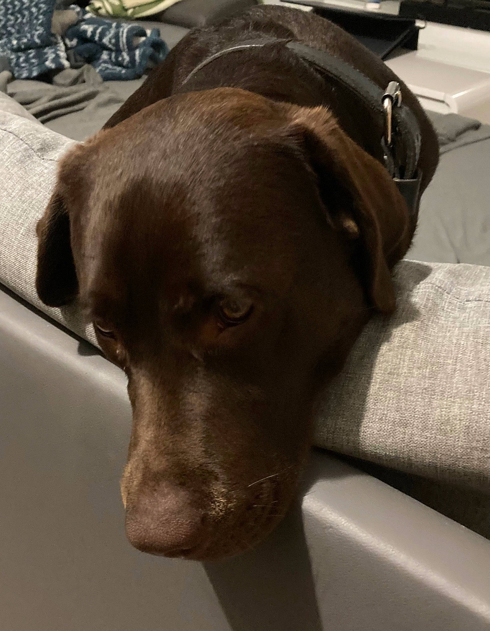 Ritchy participe au concours pour gagner de l'argent avec cette photo : borador, carnivore, collar, comfort, companion_dog, dog, dog_breed, dog_collar, ear, fur, guard_dog, gun_dog, liver, metal, pet_supply, pointing_breed, retriever, sporting_group, whiskers, working_animal