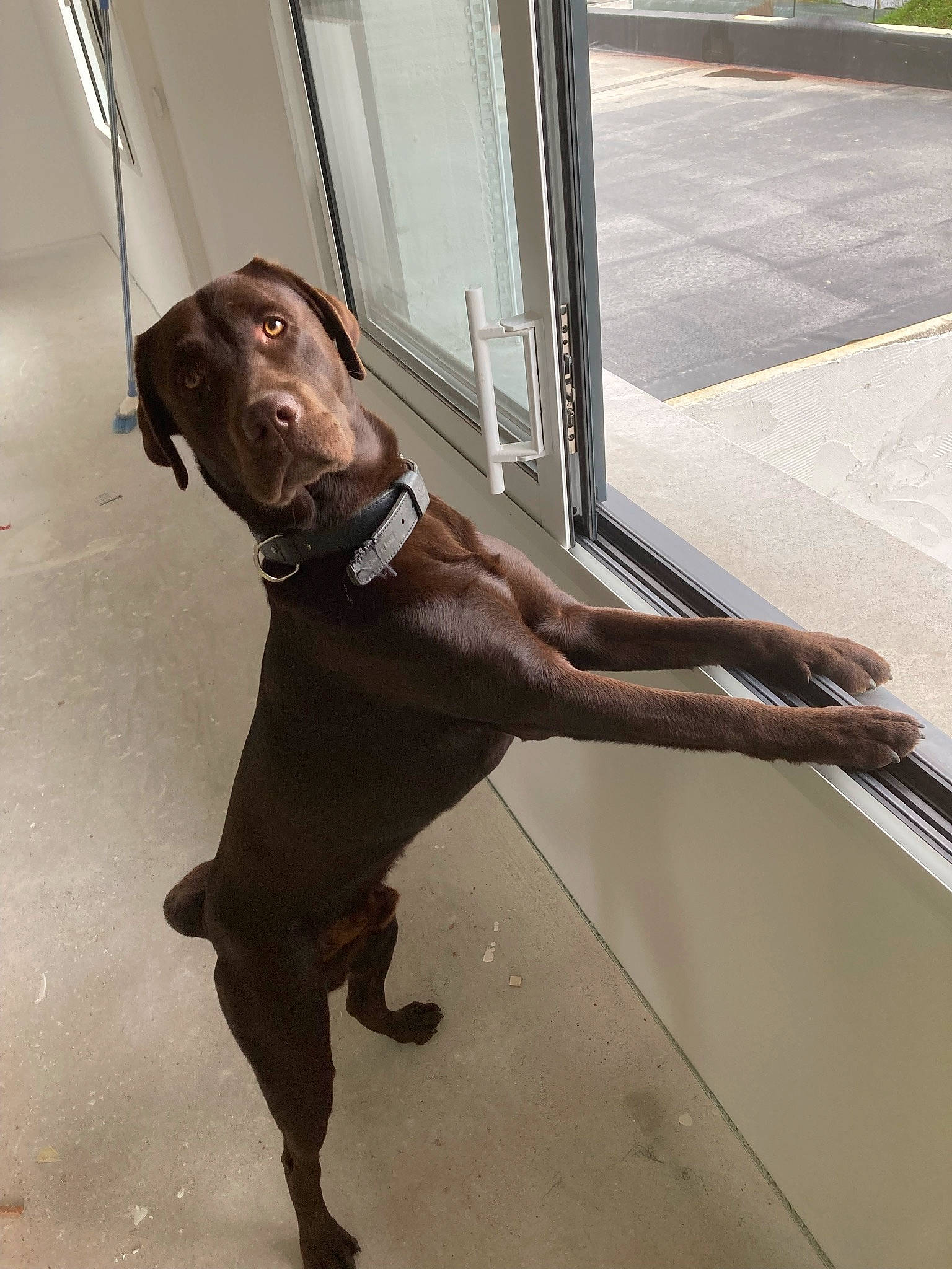 Ritchy participe au concours pour gagner de l'argent avec cette photo : brown, canidae, carnivore, collar, companion_dog, dog, dog_breed, dog_collar, dog_supply, door, fawn, flooring, leash, liver, metal, pet_supply, snout, sporting_group, tail, working_animal