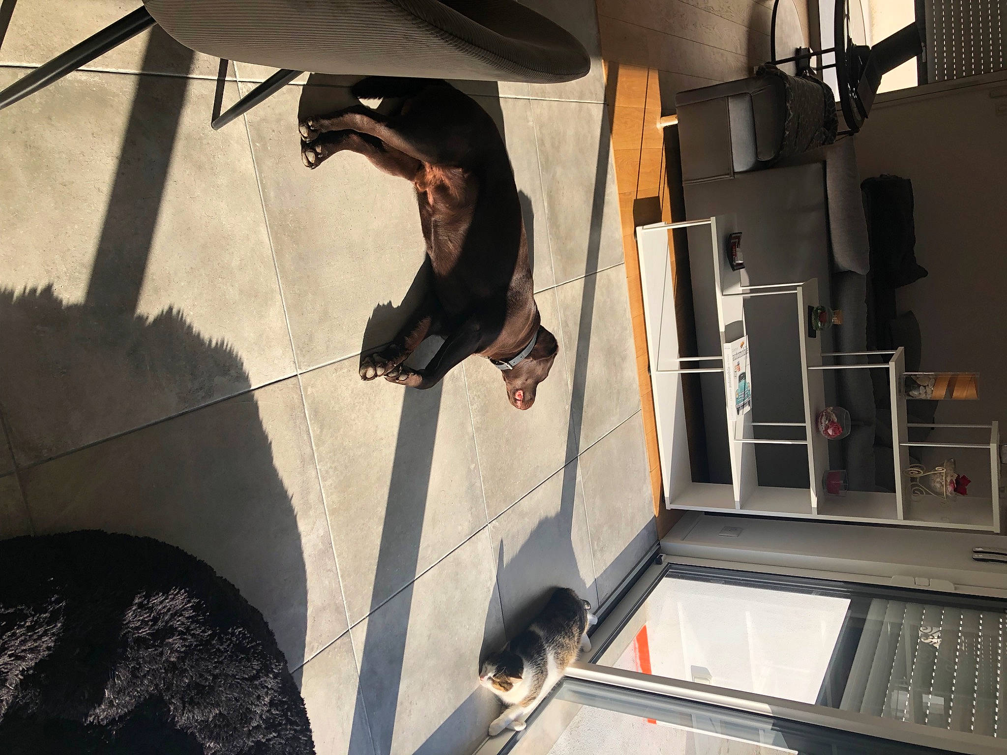 Ritchy participe au concours pour gagner de l'argent avec cette photo : concrete, daylighting, event, extreme_sport, flooring, fun, musical_instrument, recreation, room, shadow, street_stunts, tints_and_shades