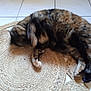 animal, blur, cat, cozy, curled_up, feline, floor, fur, home, indoor, motion, paw, pet, resting, rug, sleeping, tile_floor, tortoiseshell, whiskers, woven_rug
