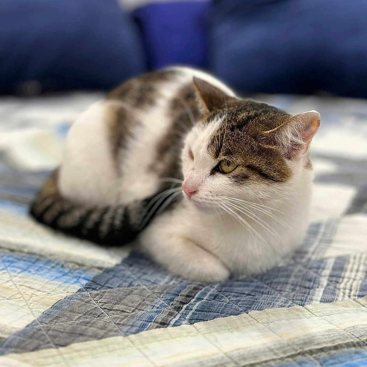 Luca is registered to the contest to win money with this photo: cat, feline, pet, white_cat, tabby, striped_fur, green_eyes, whiskers, ears, lying_down, relaxed, sleepy, bed, quilt, blanket, blue_pillows, bedroom, cozy, indoor, animal_portrait