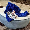 kitten, cat, animal, pet, blue_blanket, gray_bed, paw, white_fur, black_fur, pink_nose, green_eyes, lying_down, cozy, indoors, carpet, tile_floor, pet_bed, cute, playful, portrait