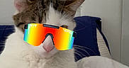 Luca is registered to the contest to win money with this photo: cat, pet, feline, white_fur, tabby, sunglasses, rainbow, glasses, bed, bedroom, indoors, relaxed, lying_down, sitting, close_up, portrait, whiskers, ears, pink_nose, funny