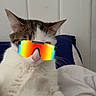 cat, pet, feline, white_fur, tabby, sunglasses, rainbow, glasses, bed, bedroom, indoors, relaxed, lying_down, sitting, close_up, portrait, whiskers, ears, pink_nose, funny