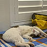 Luca joined the competition — help win amazing prizes! cat, sleeping, relaxed, white_fur, brown_fur, sprawled, animal, pet, bed, bedspread, plaid, window, blinds, indoor, home, cute, paws, pink_nose, resting, photography