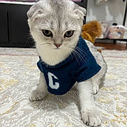 Bonya joined the competition — help win amazing prizes! kitten, cat, scottish_fold, pet, animal, indoor, carpet, clothing, sweater, cute, playful, fur, whiskers, paws, toy, bedroom, furniture, floor, young, gray