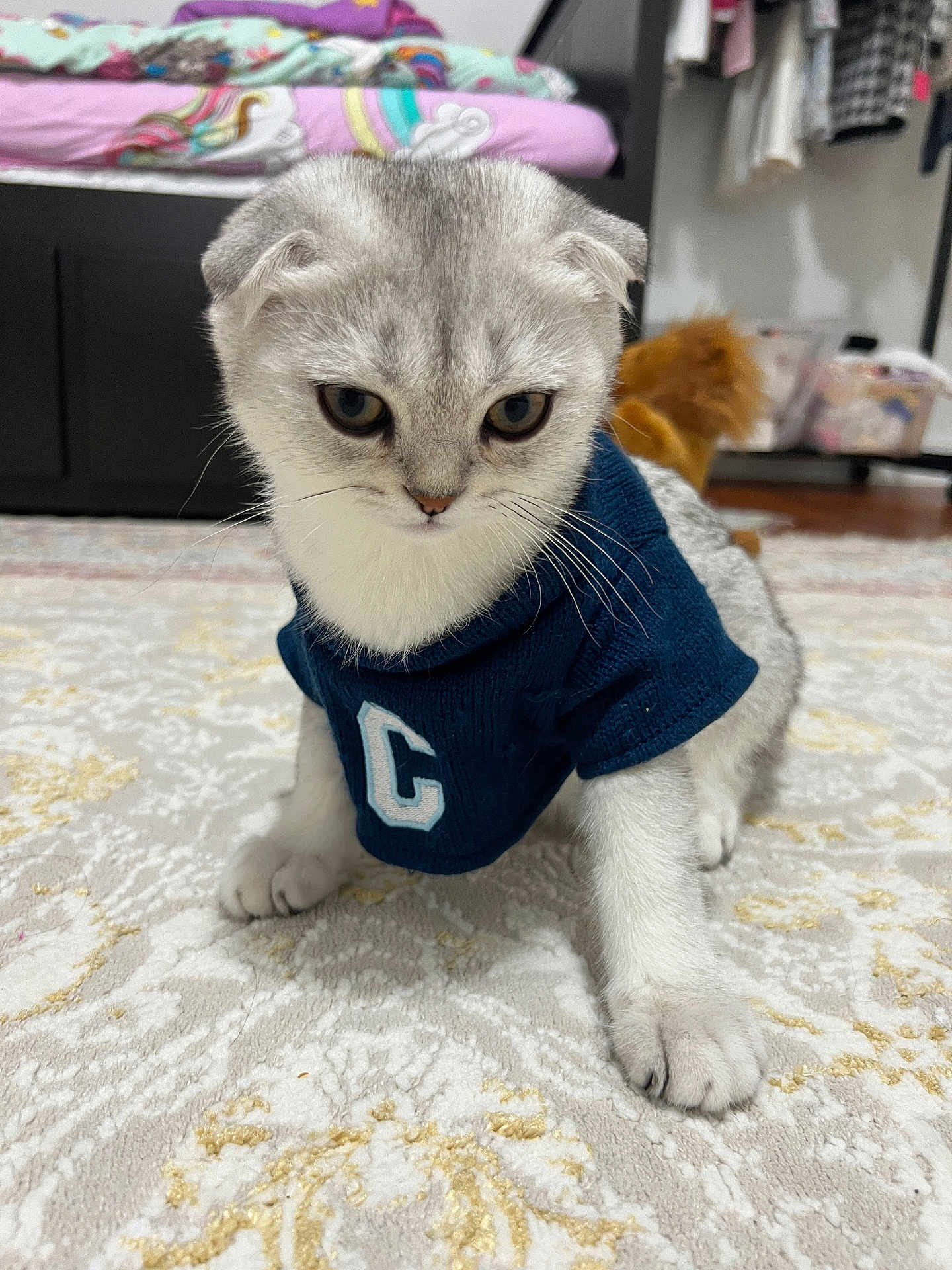 Bonya joined the competition — help win amazing prizes! kitten, cat, scottish_fold, pet, animal, indoor, carpet, clothing, sweater, cute, playful, fur, whiskers, paws, toy, bedroom, furniture, floor, young, gray