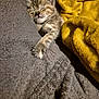 kitten, cat, sleeping, tabby, paw, blanket, gray_blanket, yellow_blanket, cozy, cute, pet, animal, feline, fur, relaxation, indoor, soft_texture, resting, domestic_cat, comfort