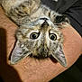 Lily a rejoint le concours — aidez-le/la à gagner de superbes lots ! kitten, cat, tabby, animal, pet, whiskers, fur, close_up, cute, wide_eyes, lying_down, human_arm, indoor, soft_light, curious, adorable, mammal, young, domestic_cat, portrait