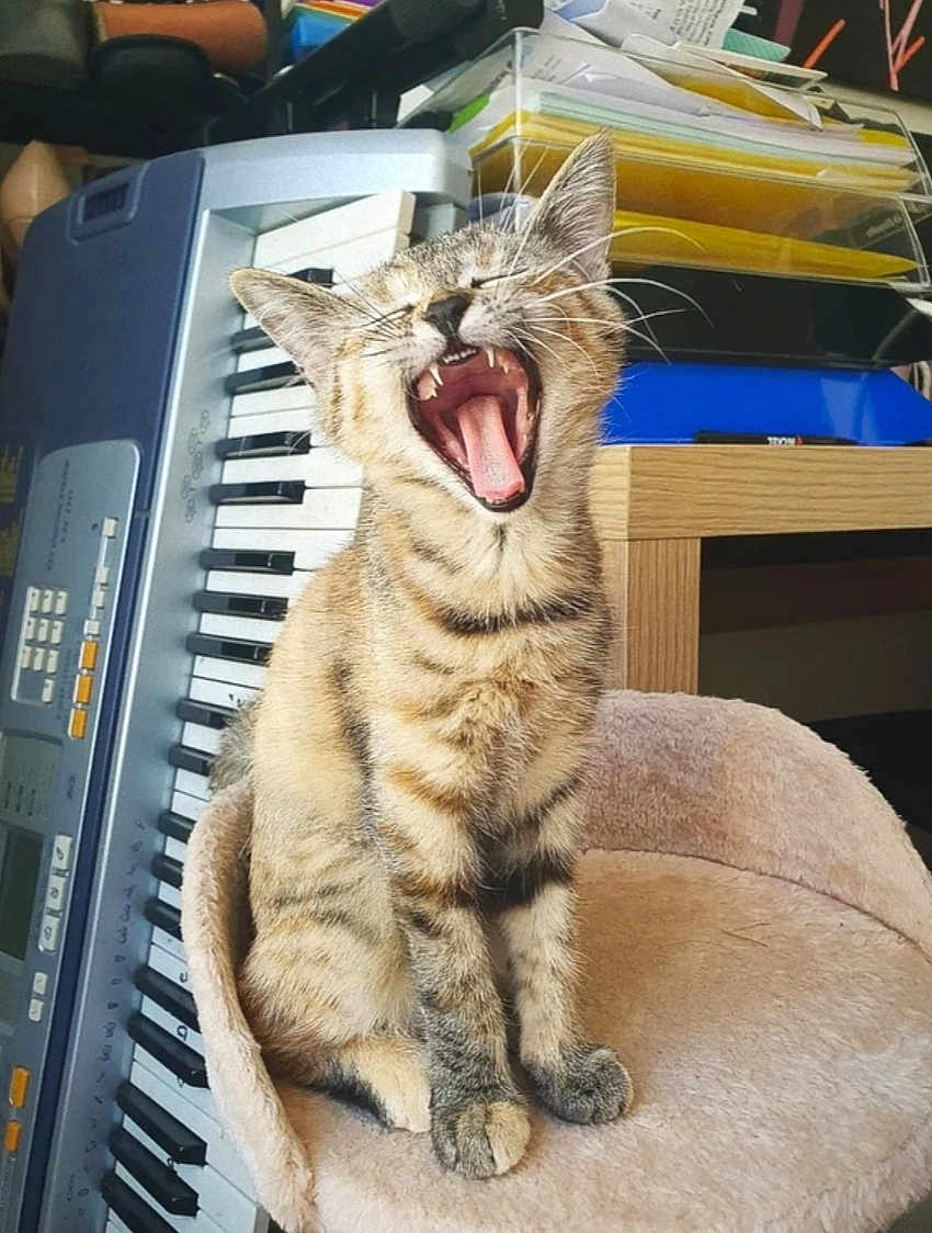 Lily participe au concours pour gagner de l'argent avec cette photo : cat, kitten, tabby, yawning, pet_bed, keyboard, musical_instrument, desk, papers, folders, indoor, furniture, cute, animal, whiskers, teeth, tongue, striped, sitting, home