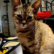 Lily a rejoint le concours — aidez-le/la à gagner de superbes lots ! cat, kitten, tabby, whiskers, feline, indoor, box, fur, pet, animal, curious, closeup, young, sitting, domestic, cute, eyes, ears, background, furniture